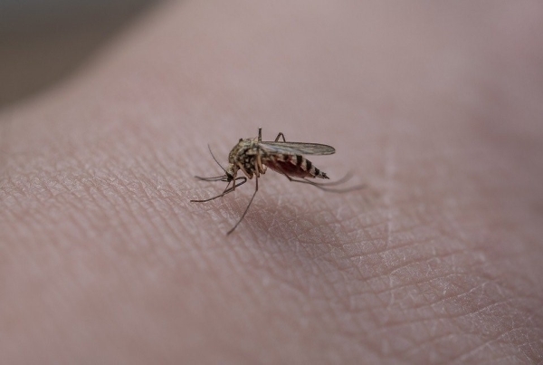 饥饿的蚊子,吸血,人类皮肤