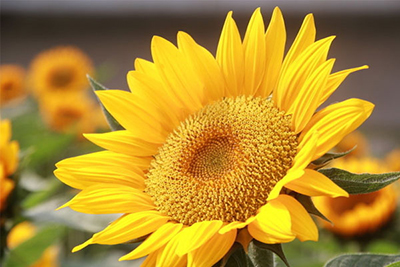 数学;支配;恐惧 数学;支配;恐惧