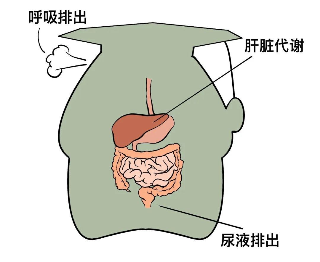乙醇脱氢酶,酒精代谢能力