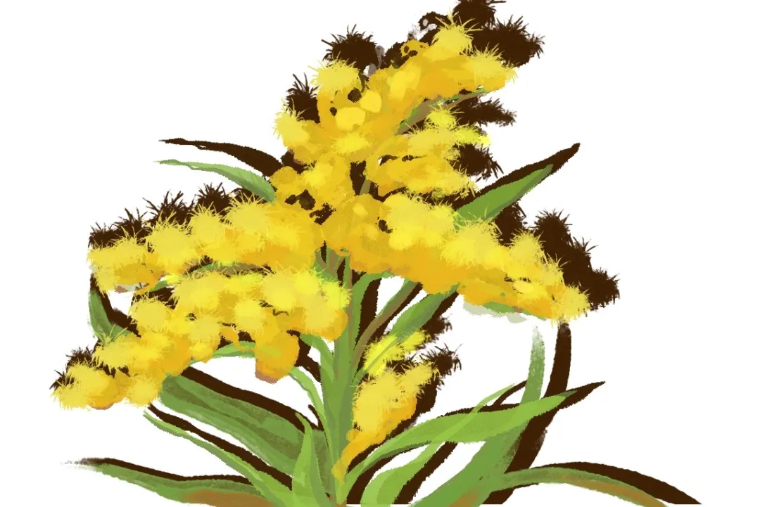 加拿大一枝黄花,生活中的外来物种有哪些,加拿大一枝黄花的危害