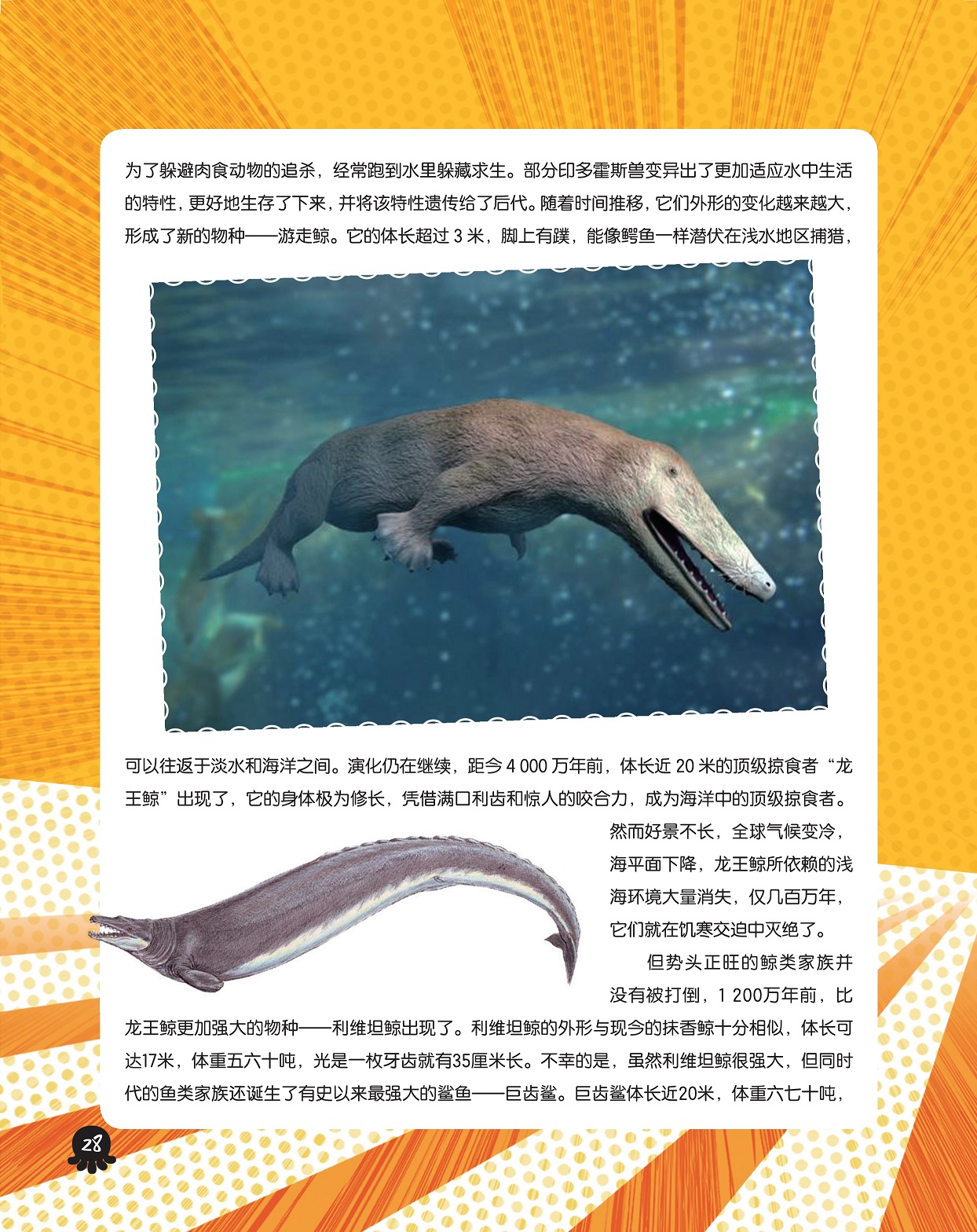 顶级掠食者龙王鲸,最强大的鲨鱼巨齿鲨