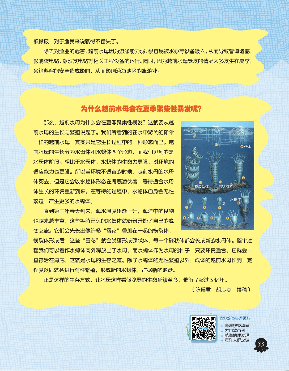 越前水母会在夏季聚集性暴发,水母的生存之道