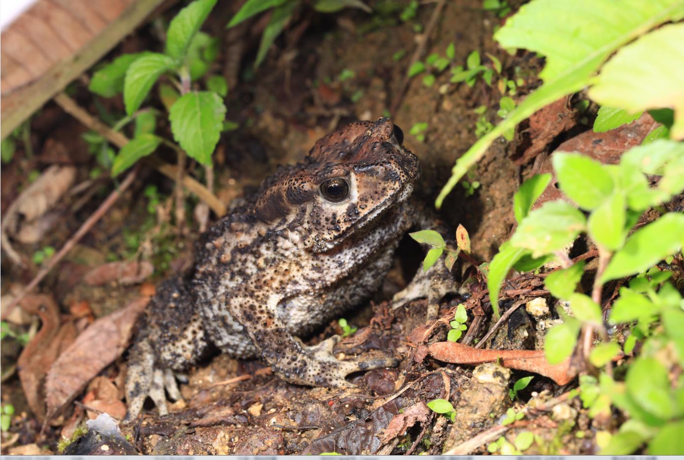 有惊有喜走墨脱