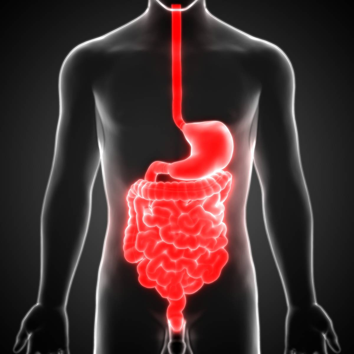 消化系统模型_系统解剖模型 人体消化系统解剖 肝 胃大肠 - 阿里巴巴