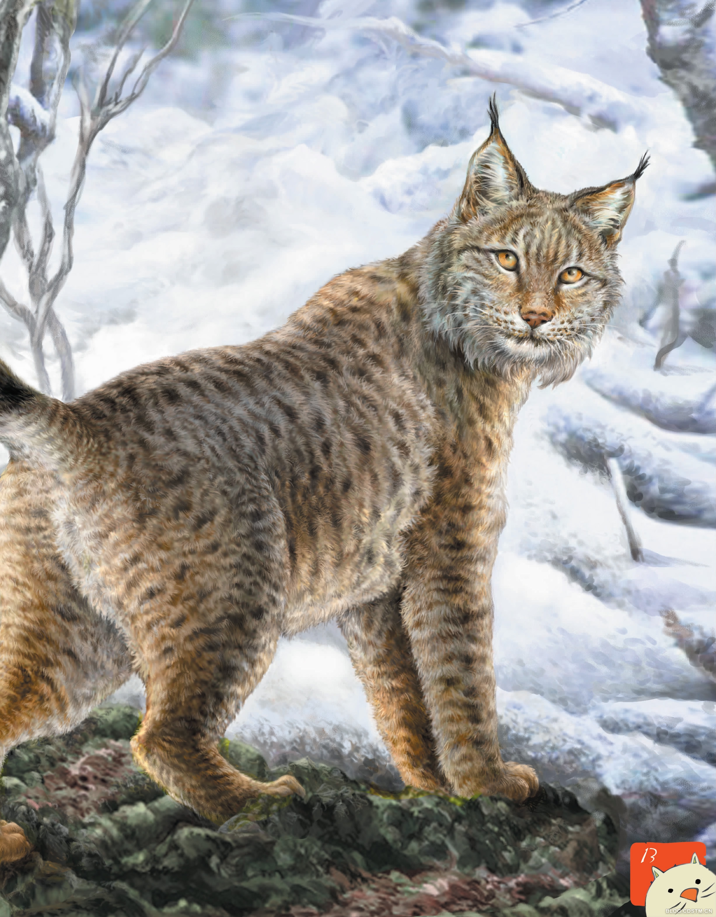 本期动物明星 猞猁