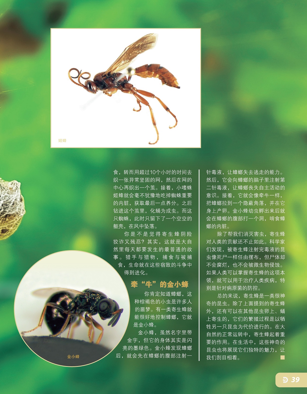 金小蜂能很好地控制蟑螂,寄生蜂是一类很神奇的昆虫