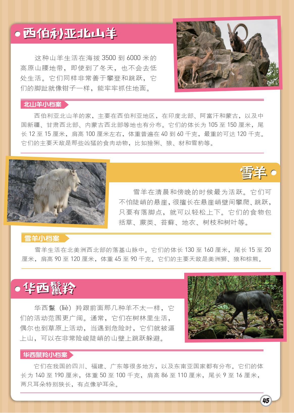 西伯利亚北山羊,雪羊,山壁 西伯利亚北山羊,雪羊,山壁