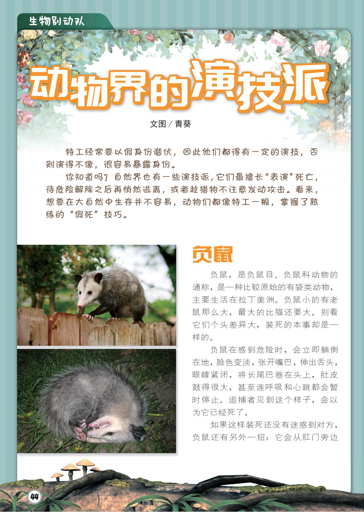 动物界,负鼠,演技派