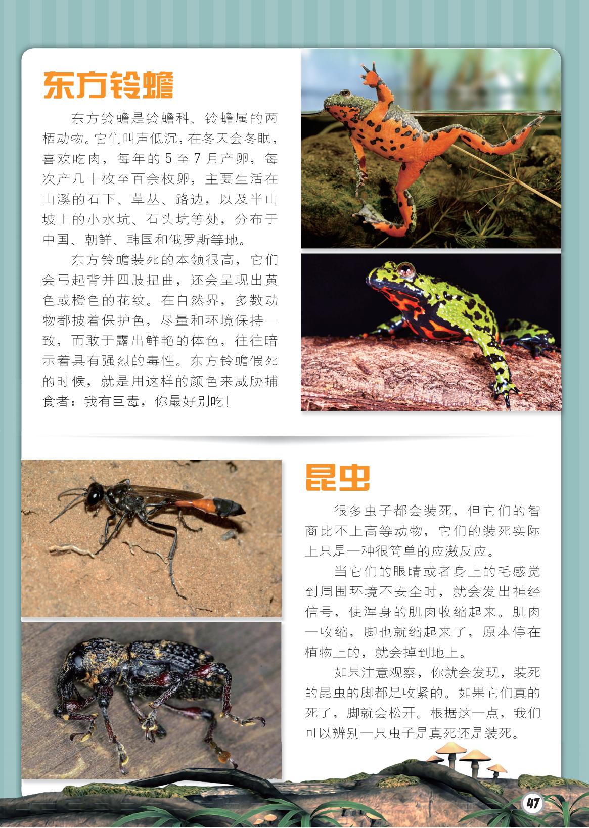 东方铃蟾,昆虫,注意观察