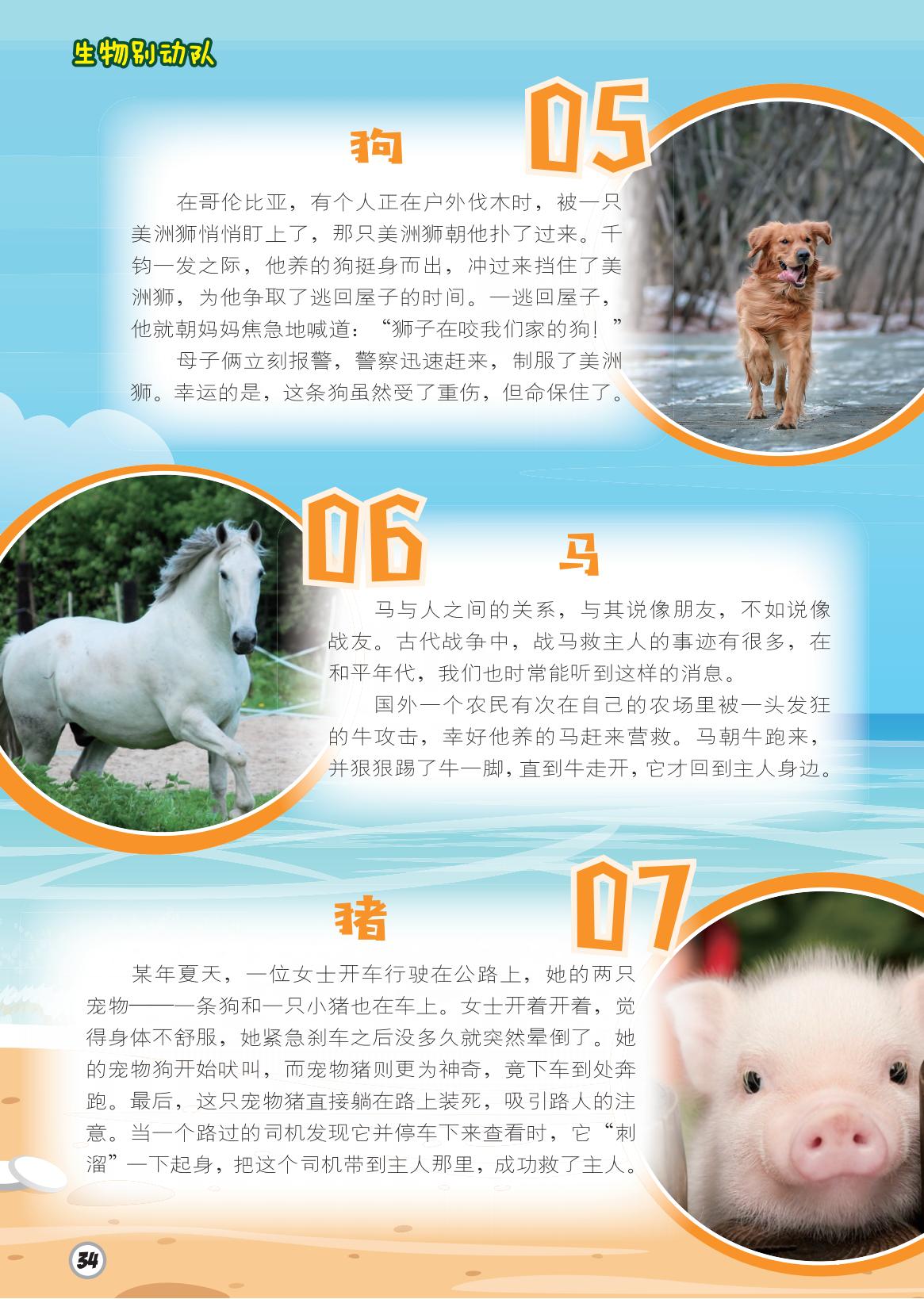 狗,马,猪,重伤,营救