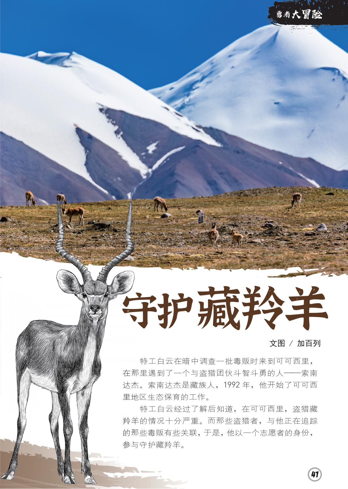 守护,藏羚羊,可可西里 守护,藏羚羊,可可西里