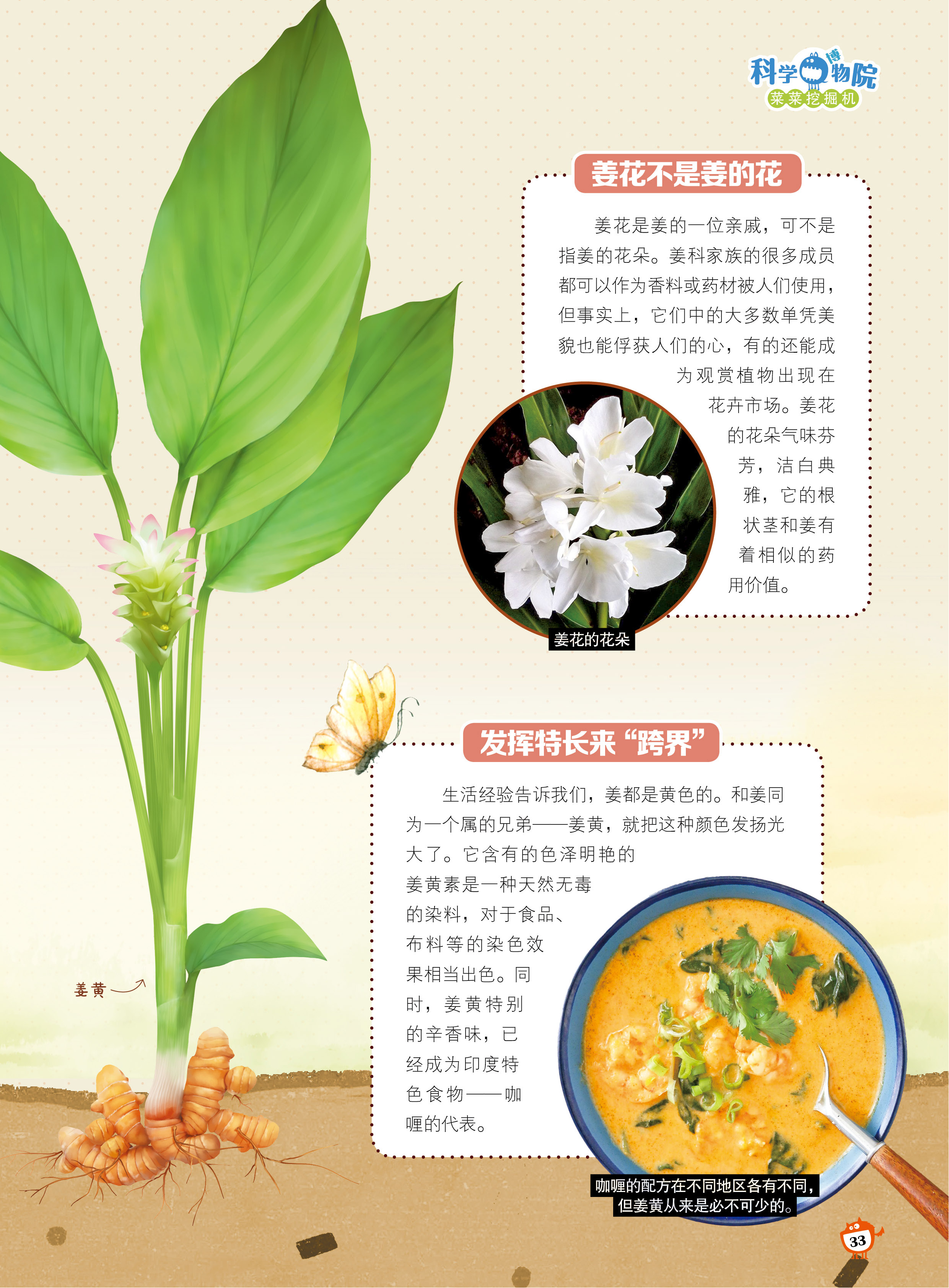 姜花,跨界,姜黄 姜花,跨界,姜黄