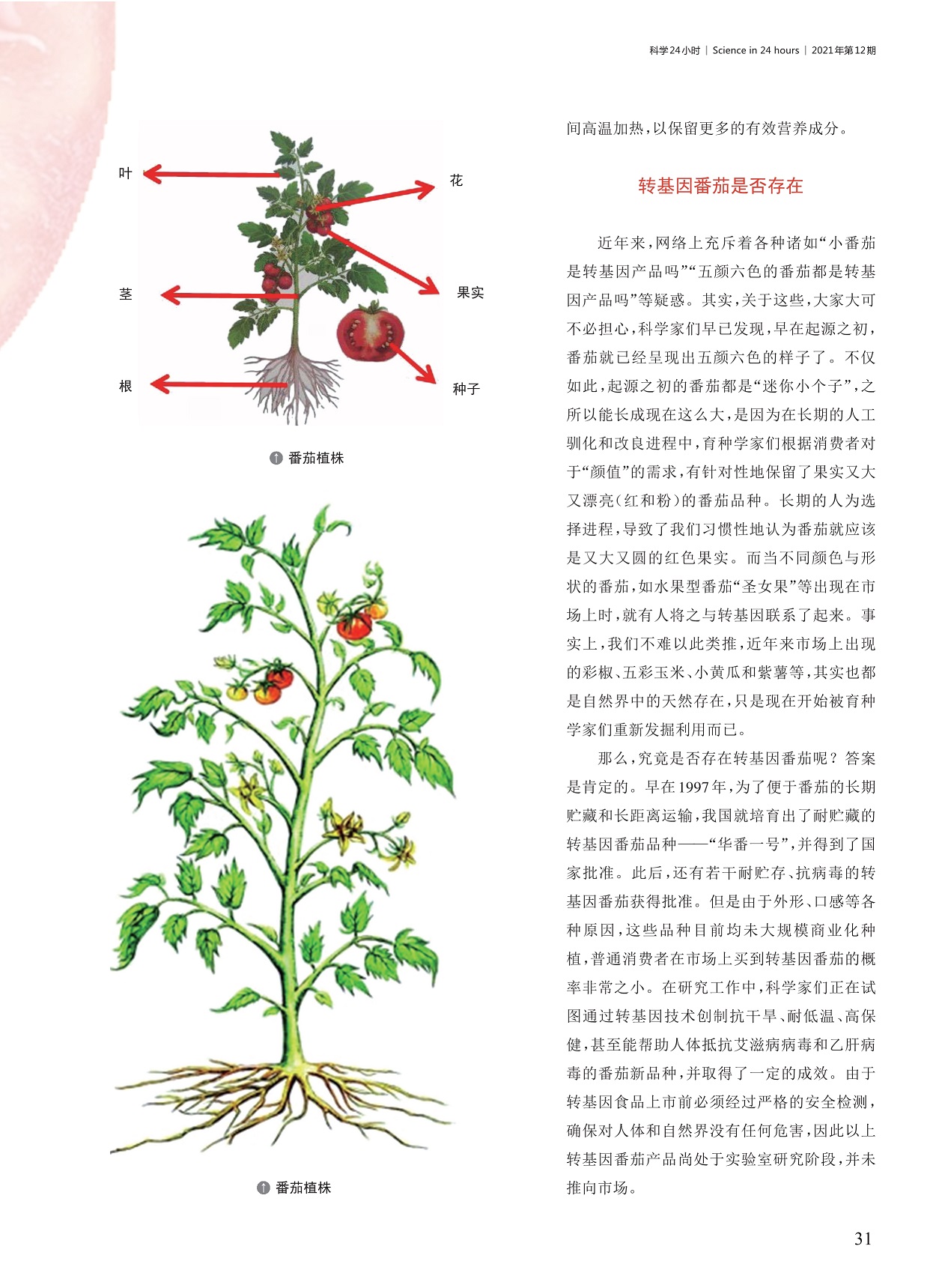 转基因番茄是否存在,转基因番茄产品尚处于实验室研究阶段
