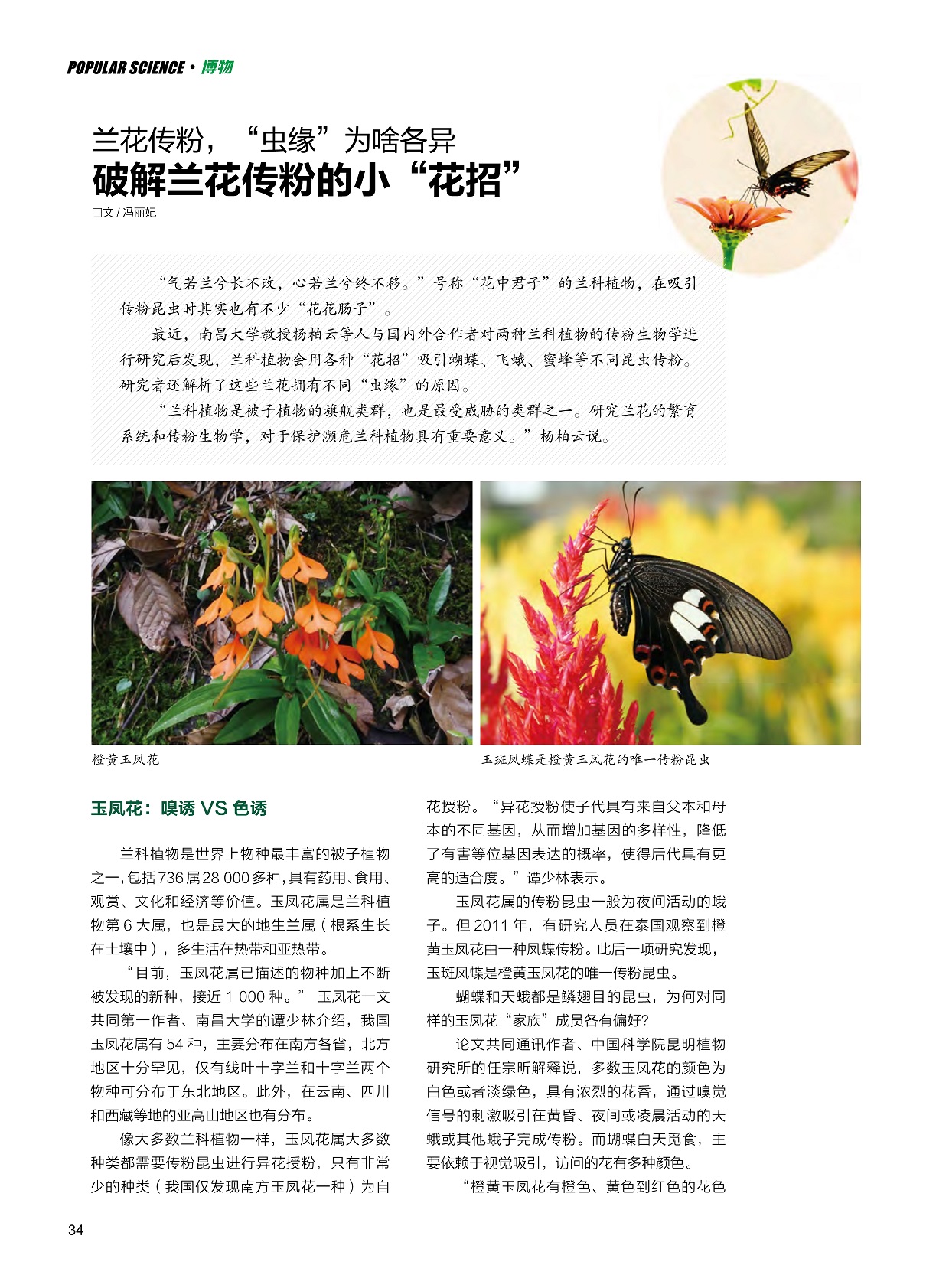 兰科植物是最受威胁的类群之一,研究兰花繁育