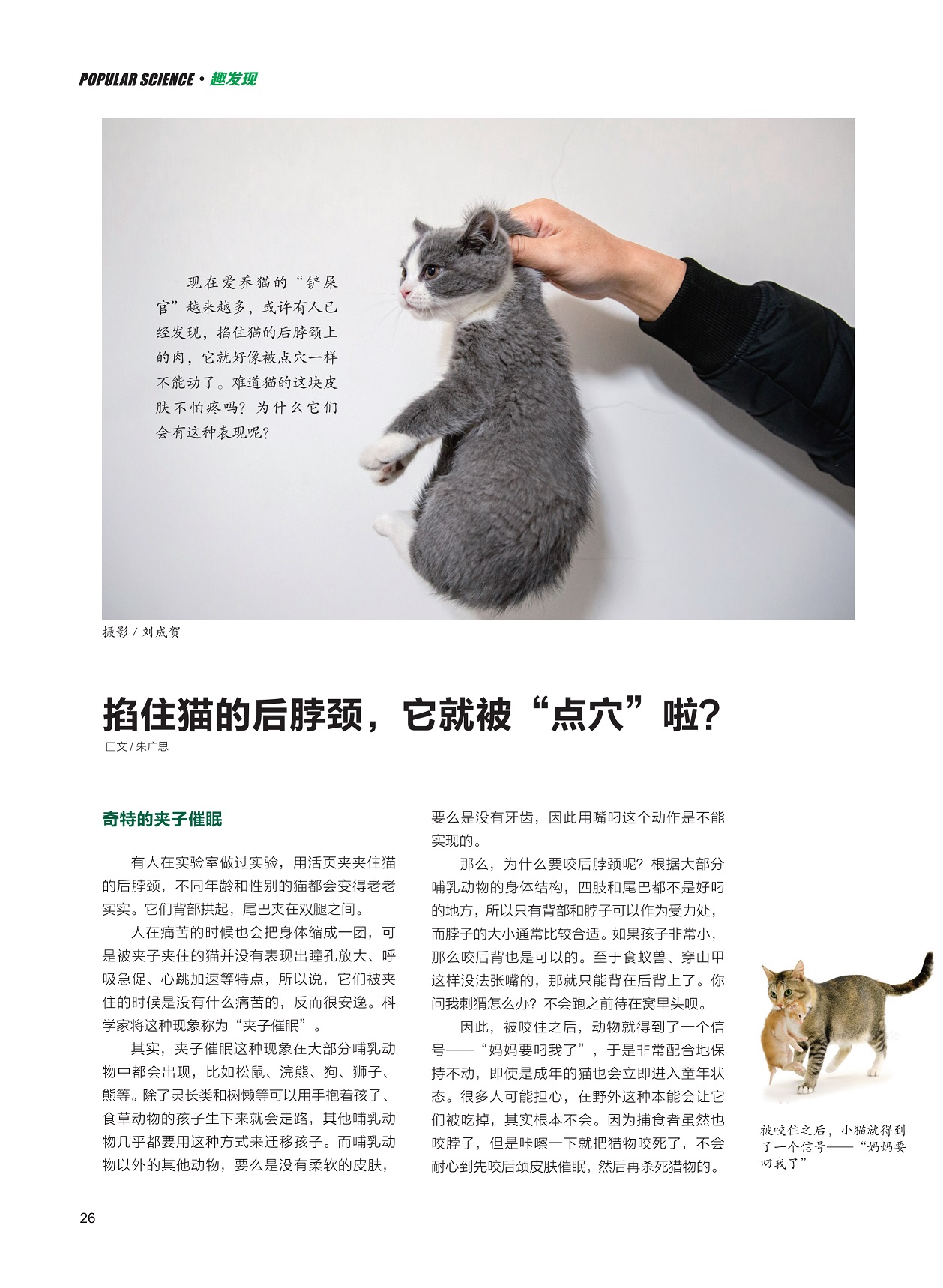 掐住猫的后脖颈,奇特的夹子催眠