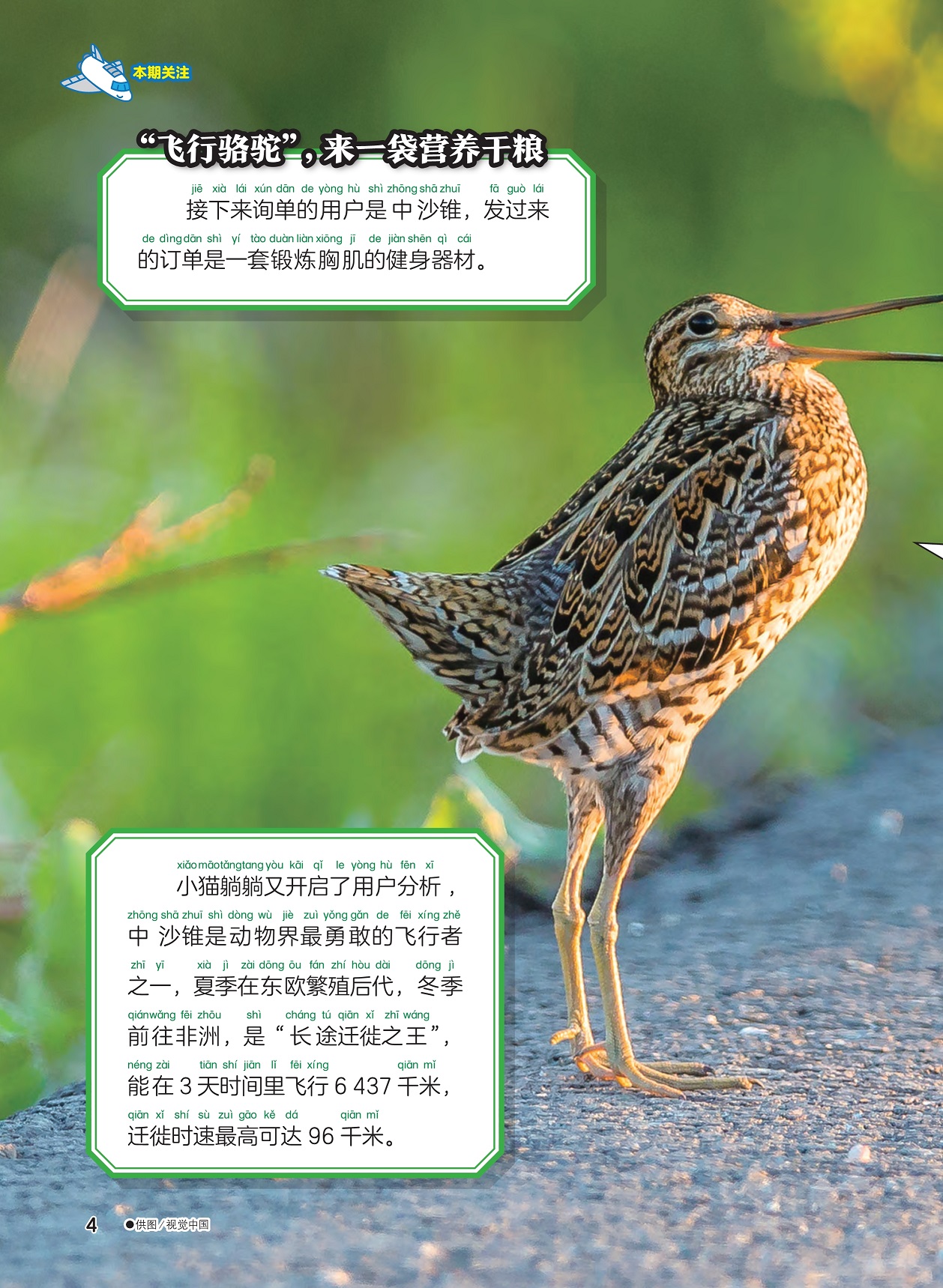 中沙锥需要健身器材,动物界最勇敢的飞行者