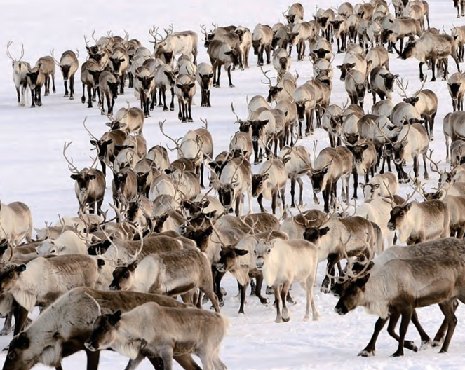 迁徙装备一站购