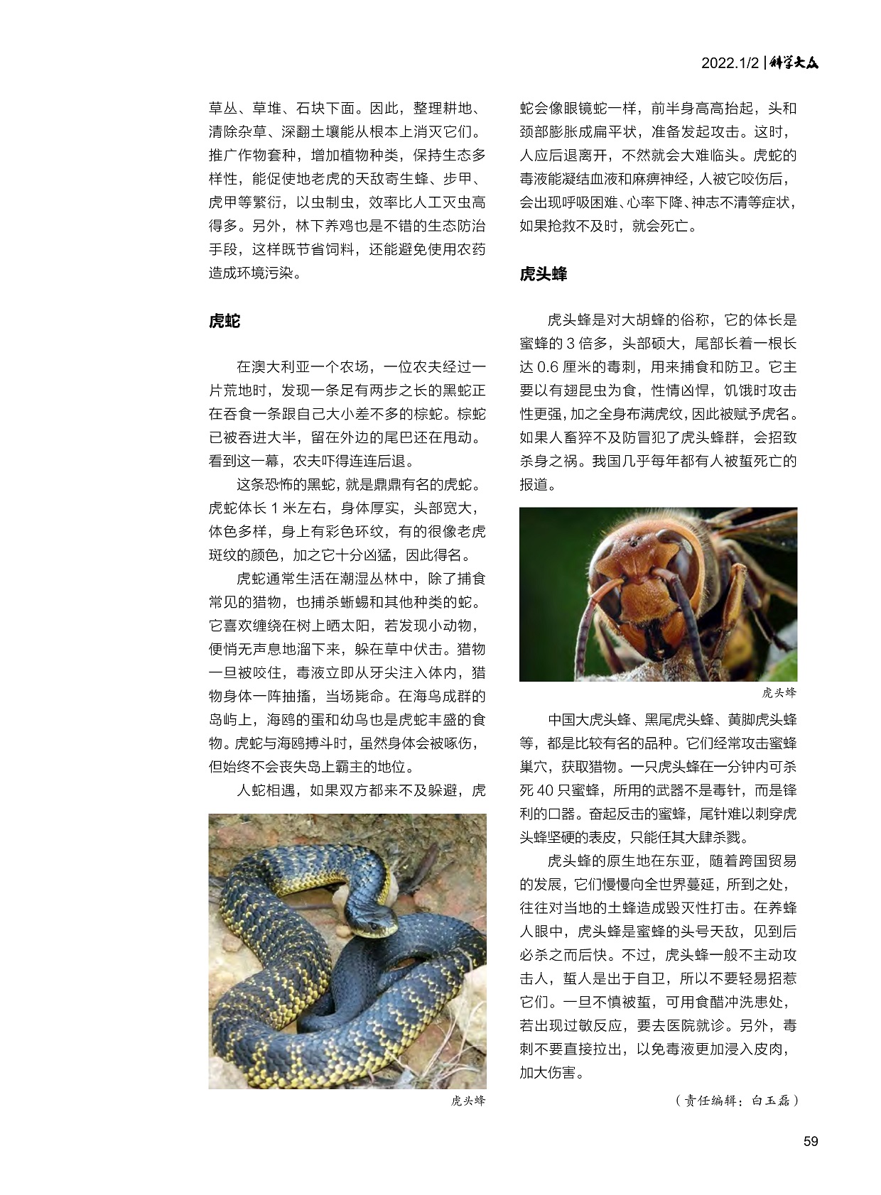 虎蛇通常生活在潮湿丛林中,虎头蜂的原生地在东亚