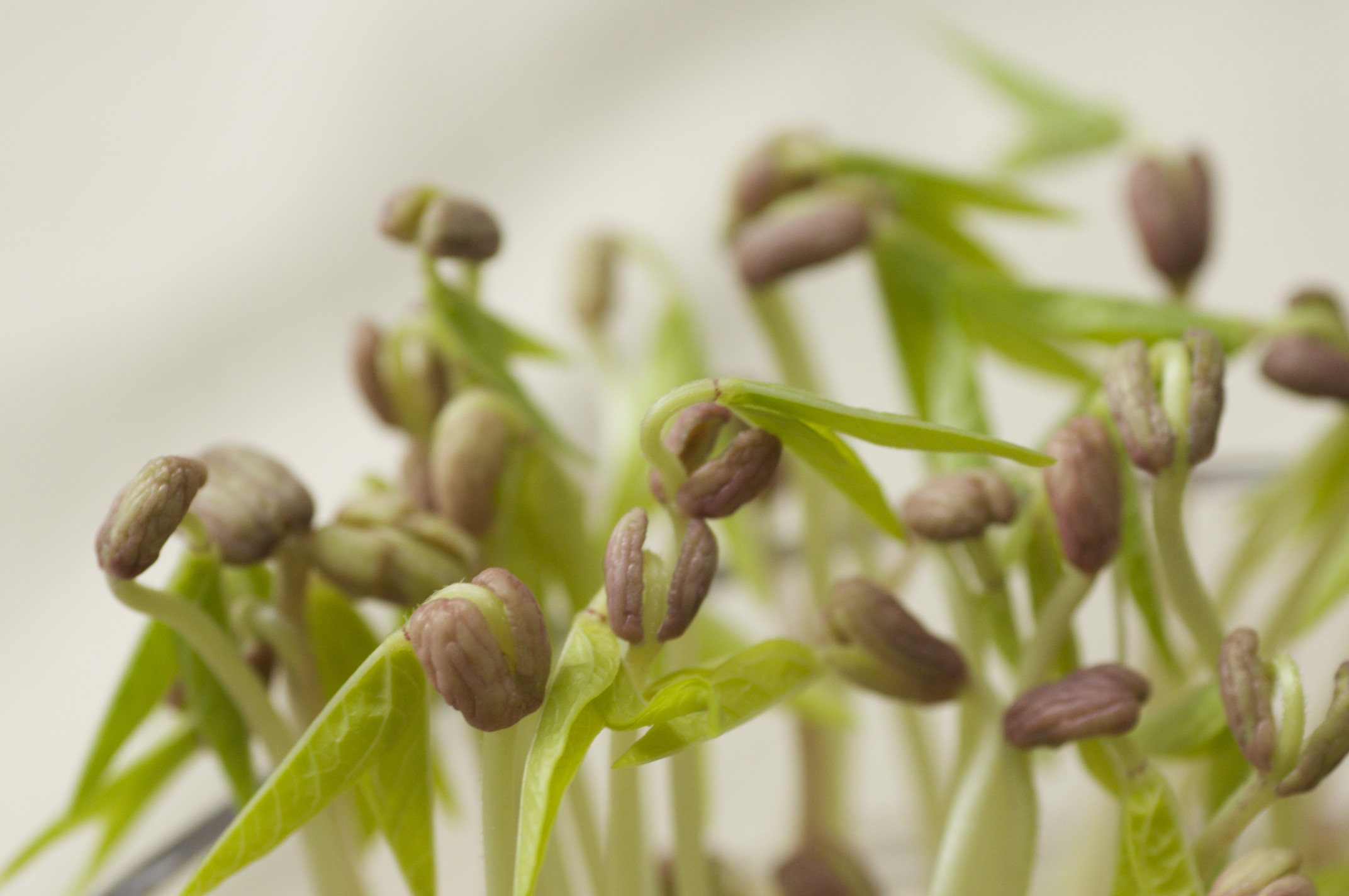 黄豆芽绿豆芽的营养价值 豆芽怎么发？