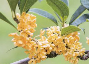 那些与月有关的植物