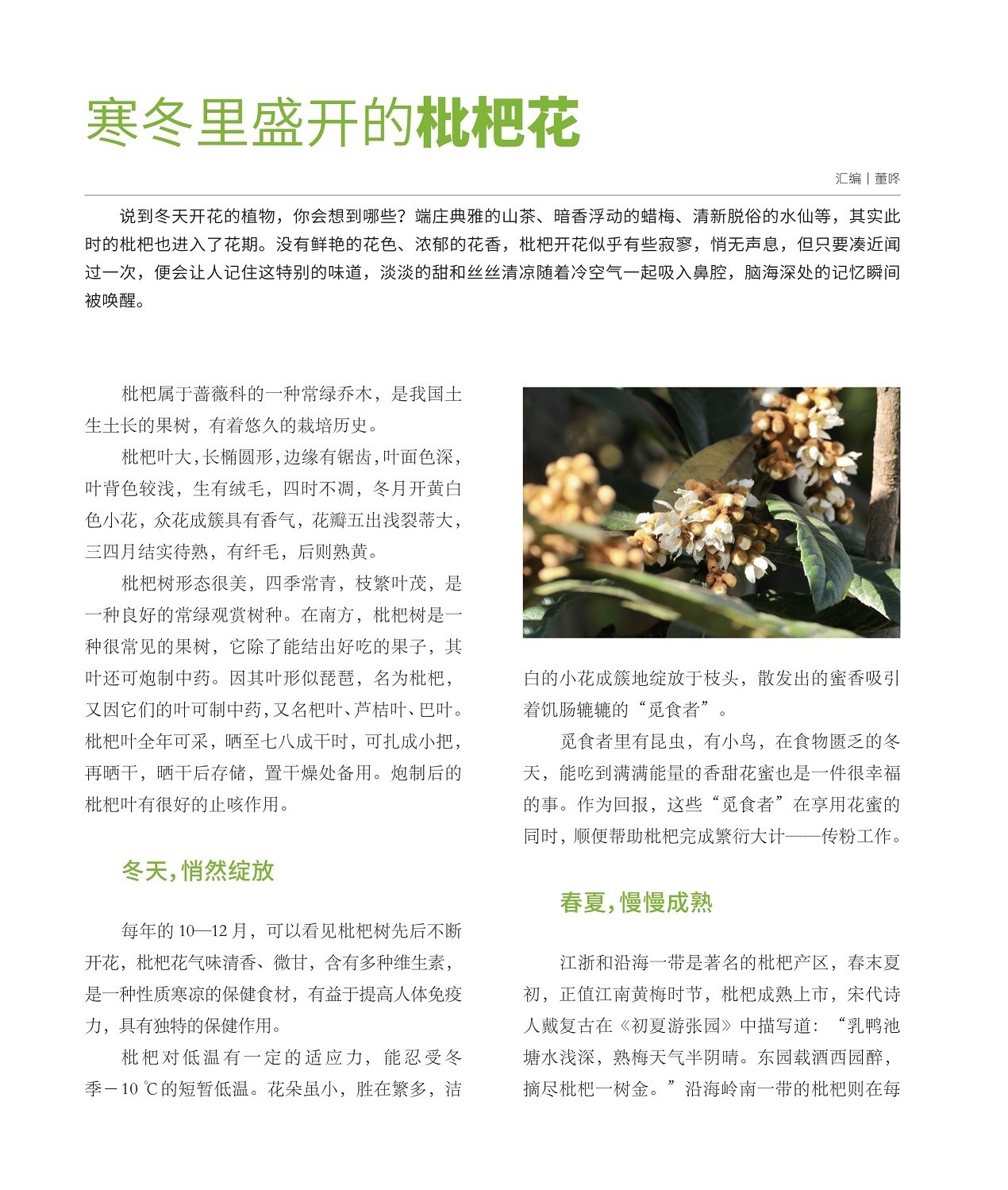 枇杷属于蔷薇科的一种常绿乔木,江浙和沿海一带是著名的枇杷产区