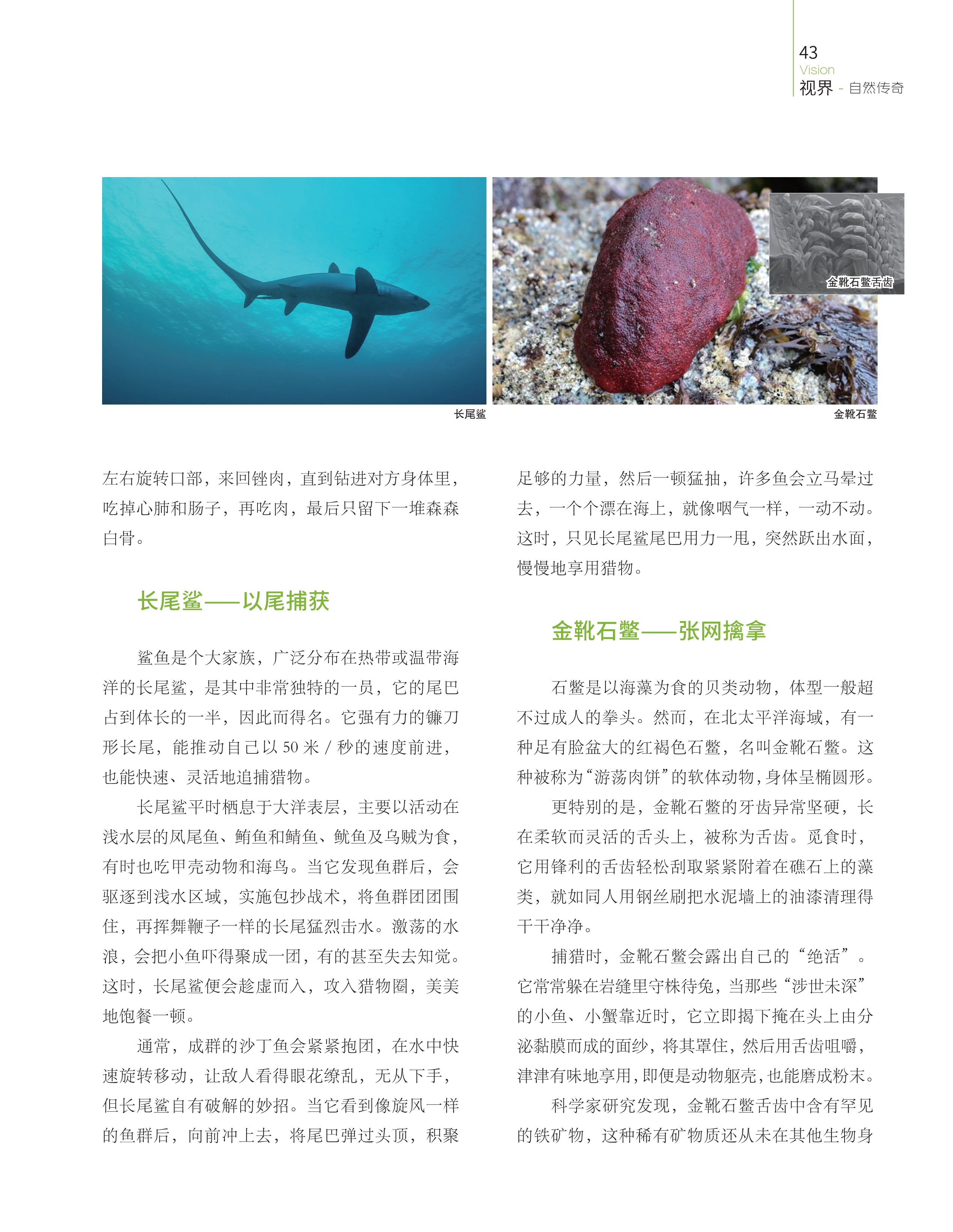 长尾鲨广泛分布在热带或温带海洋,石鳖是以海藻为食的贝类动物