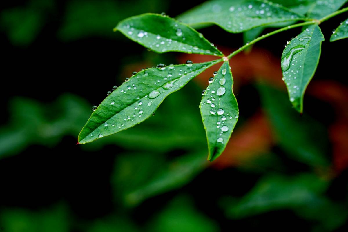 植物