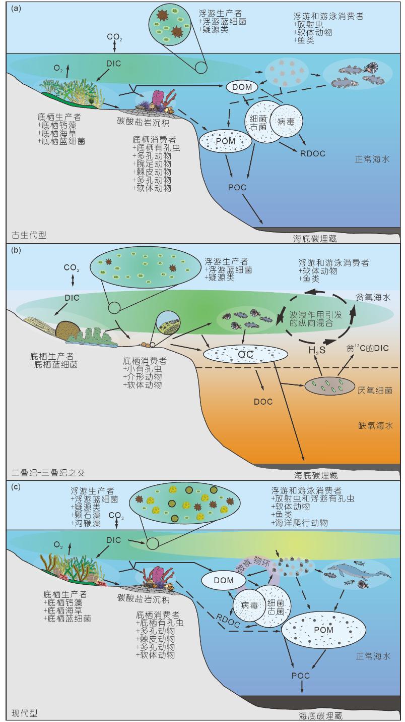 海洋生物泵,营养,底栖生物群