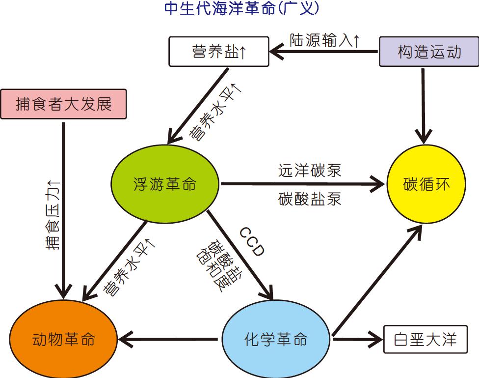 碳循环,海洋革命,动物革命