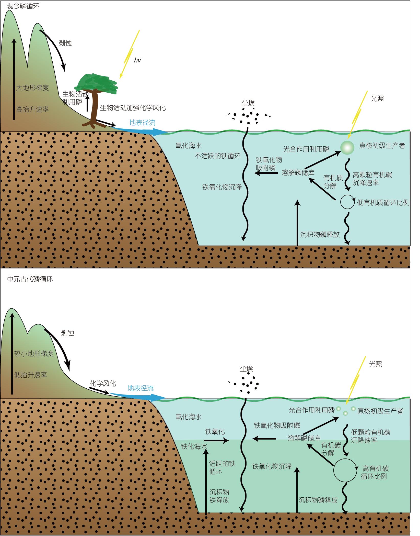 磷循环,海水氧化,影响