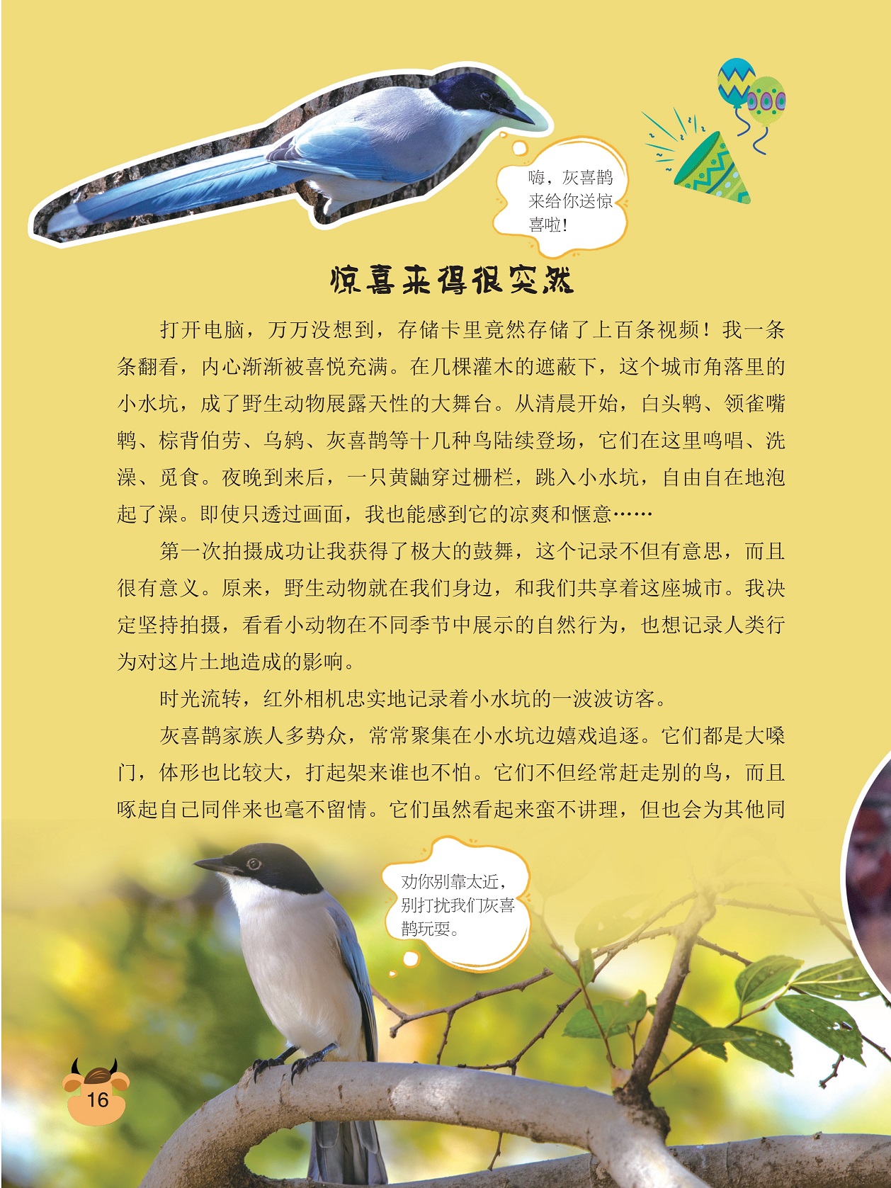野生动物展露天性的大舞台,小水坑的一波波访客