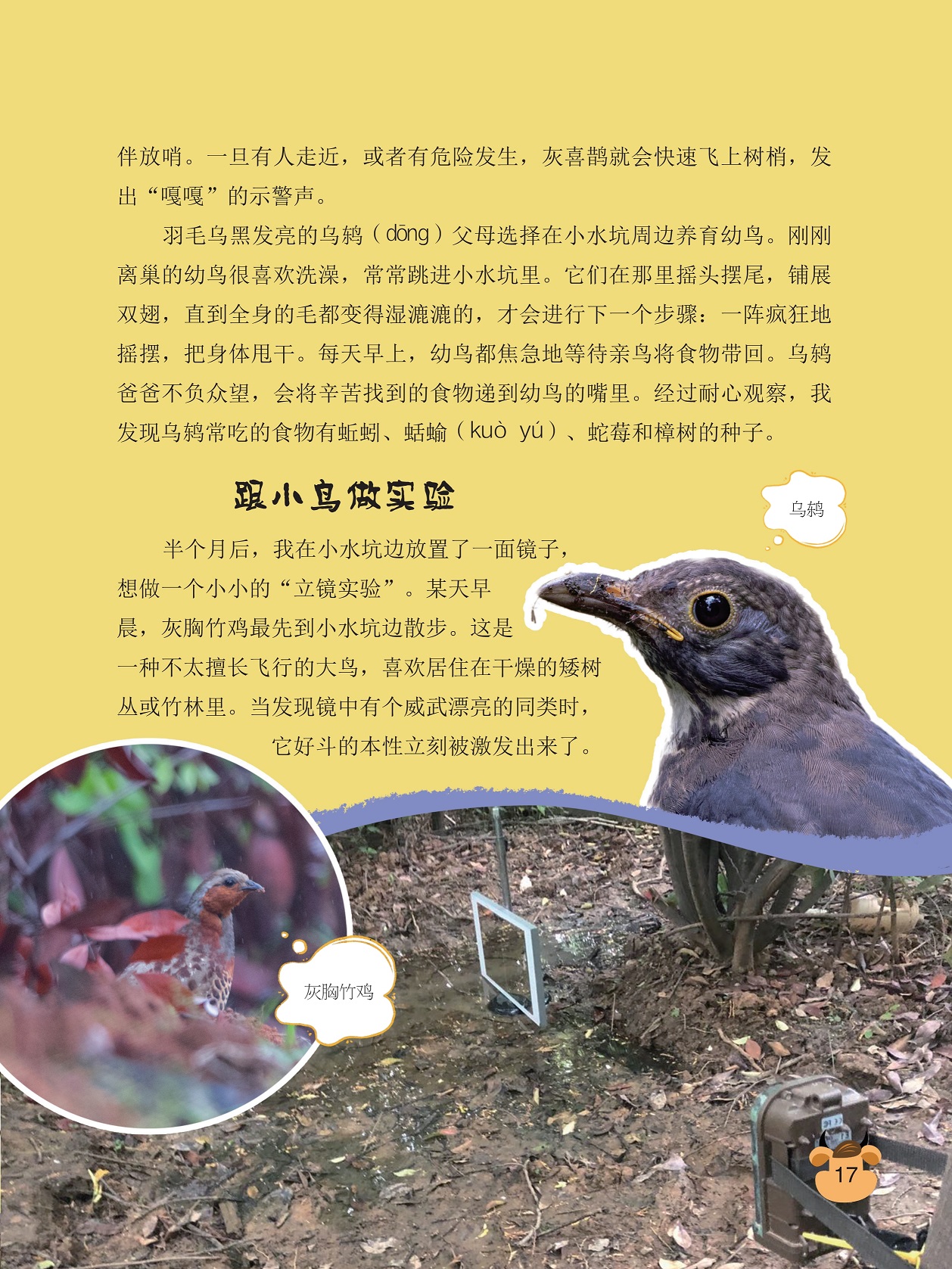 羽毛乌黑发亮的乌鸫,跟小鸟做实验