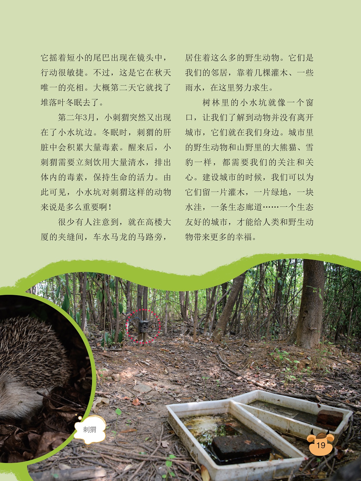 刺猬的肝脏中会积累大量毒素,树林里的小水坑