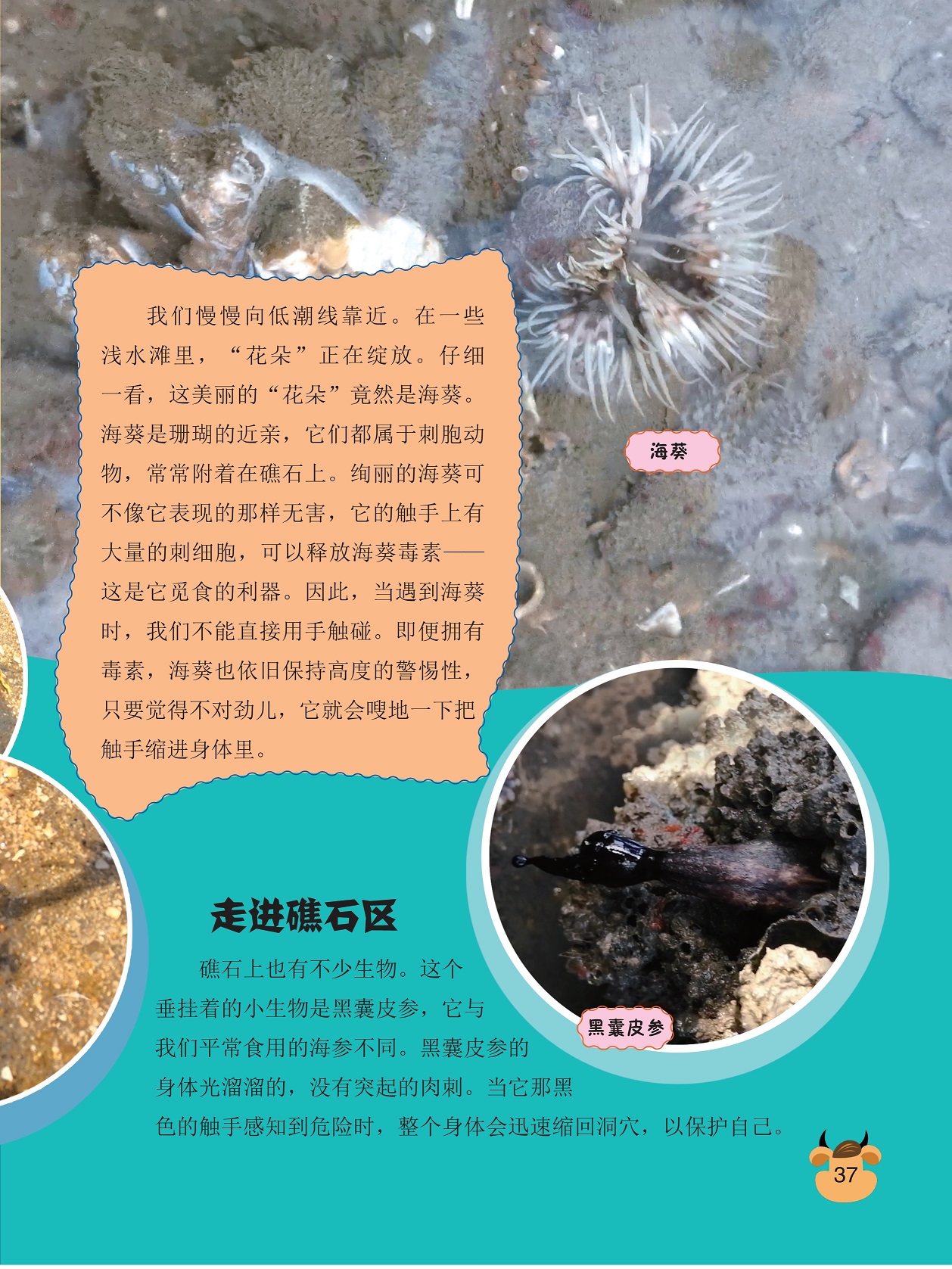 海葵是珊瑚的近亲,礁石上也有不少生物