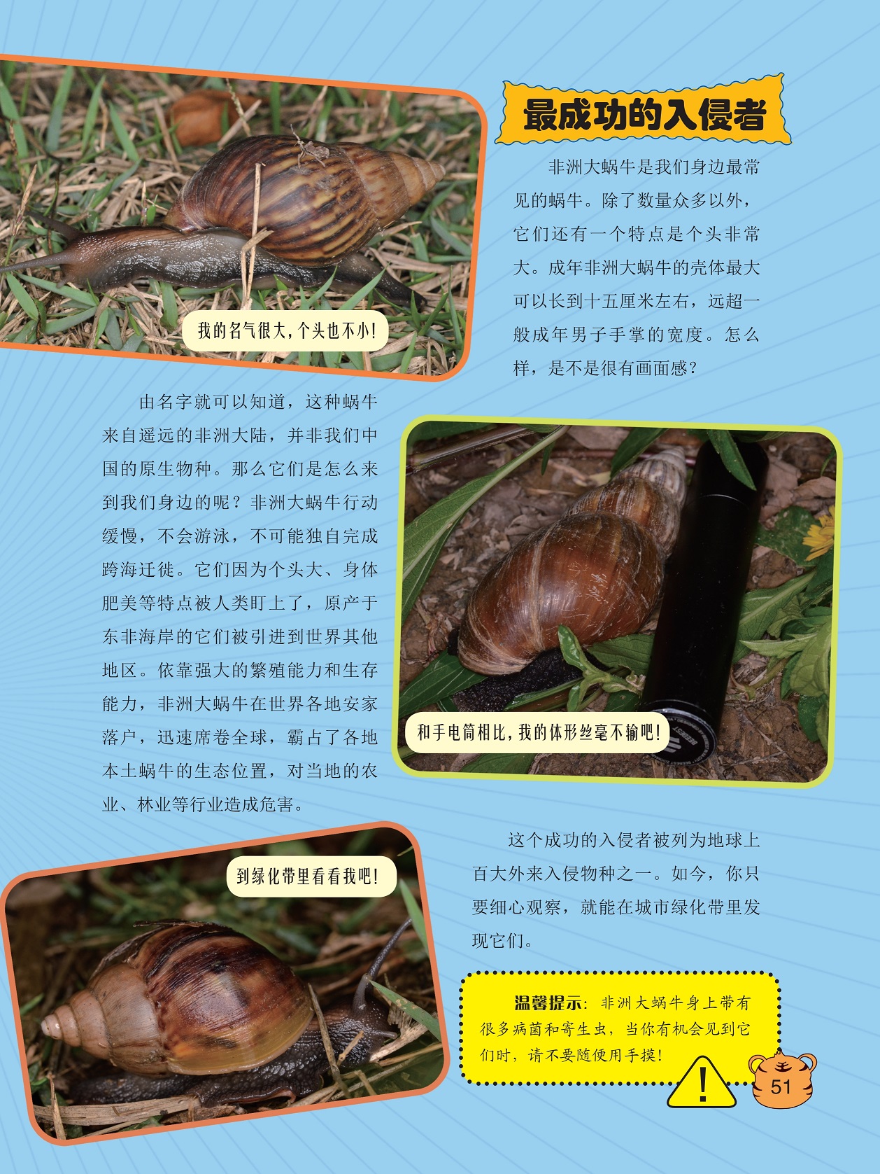 最成功的入侵者,非洲大蜗牛在世界各地安家