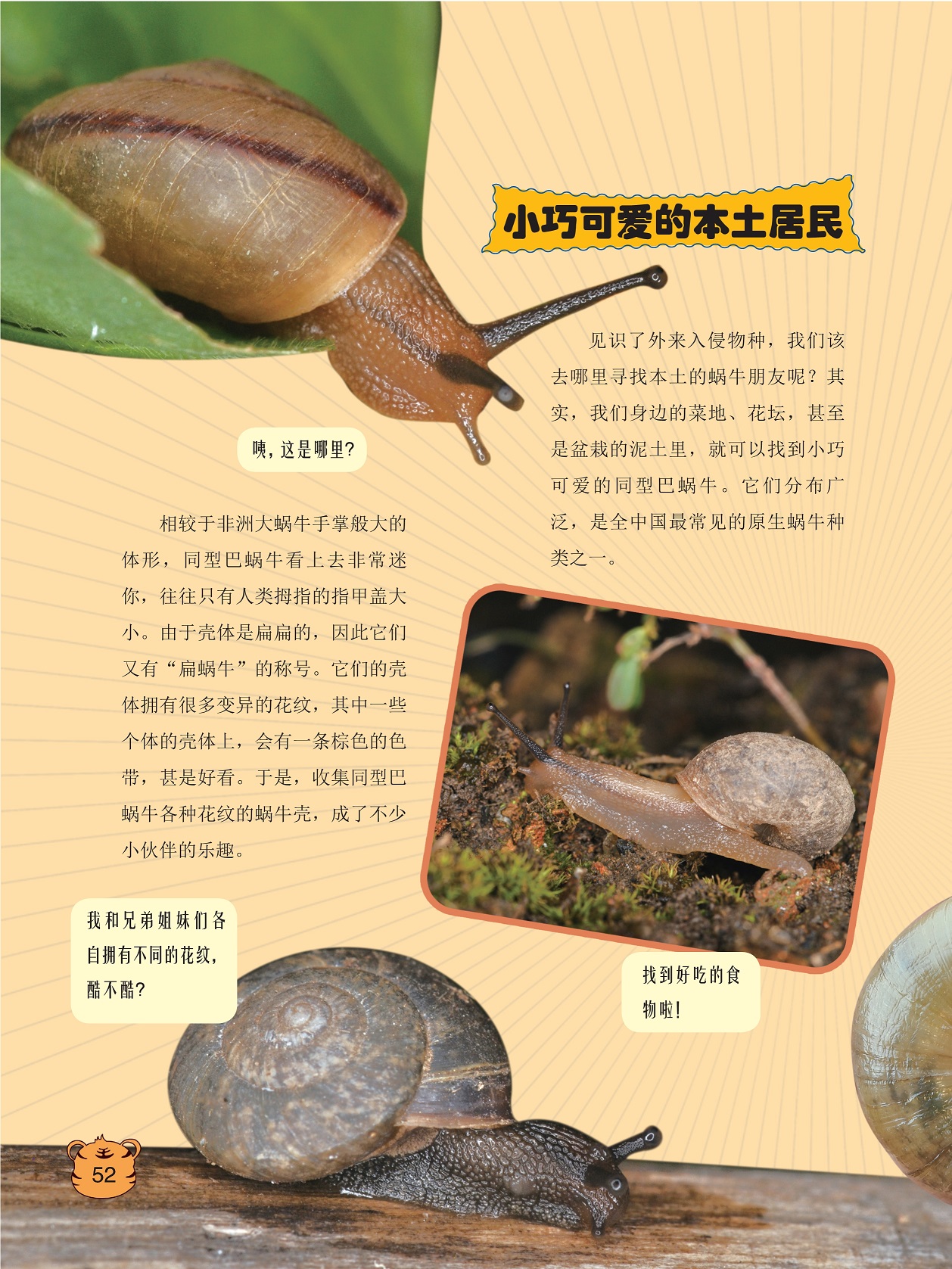同型巴蜗牛看上去非常迷你,全中国最常见的原生蜗牛种类