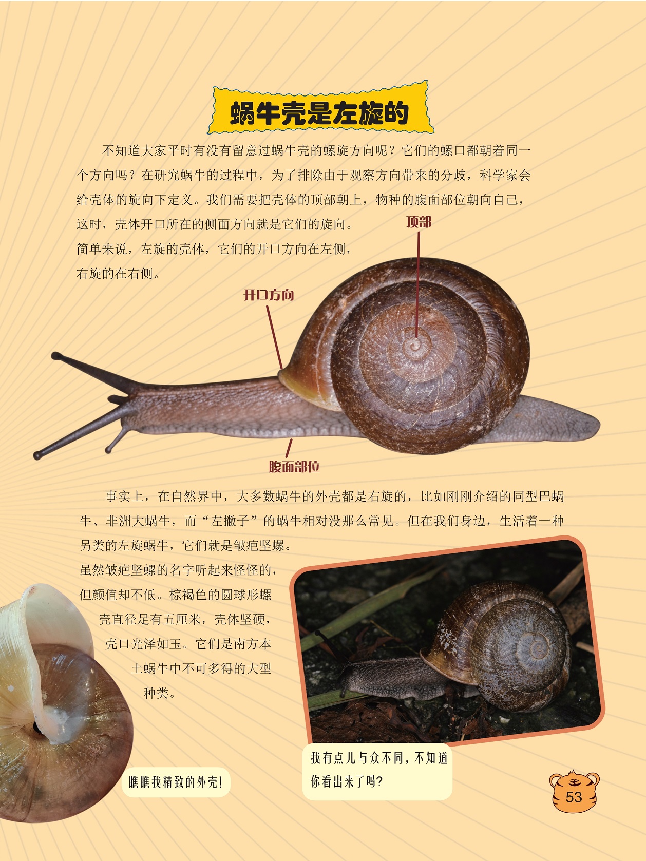 蜗牛壳是左旋的,科学家会给壳体的旋向下定义