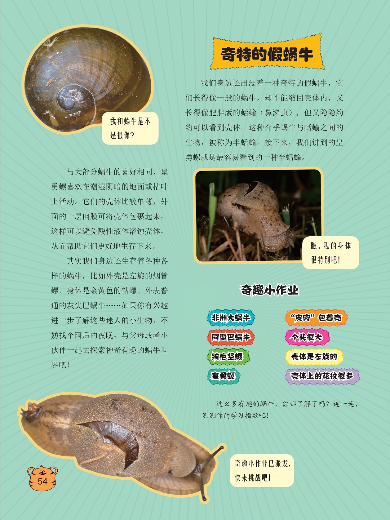 奇特的假蜗牛,皇勇螺喜欢在潮湿阴暗的地面或枯叶上活动
