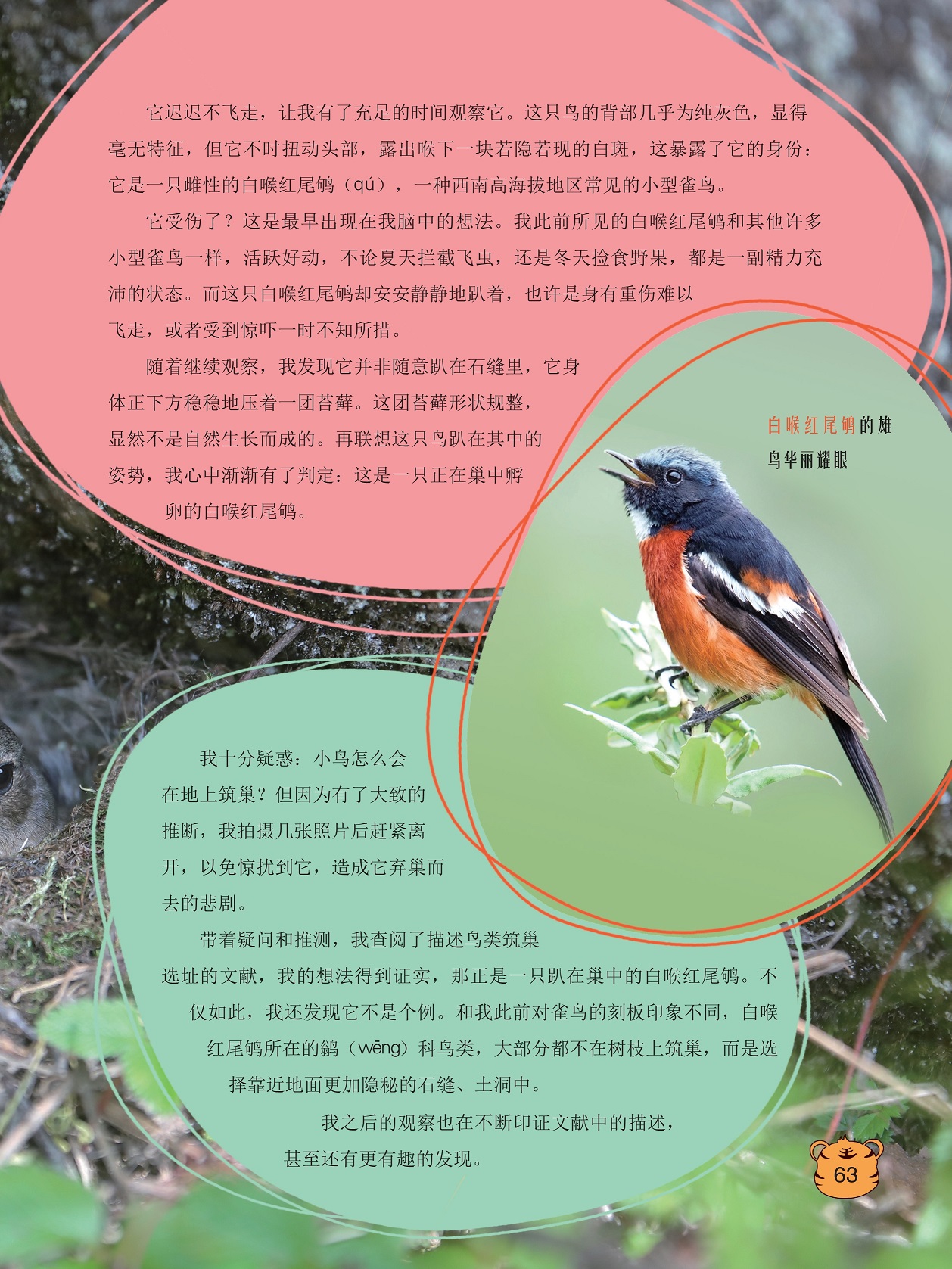 西南高海拔地区常见的小型雀鸟,查阅描述鸟类筑巢选址的文献
