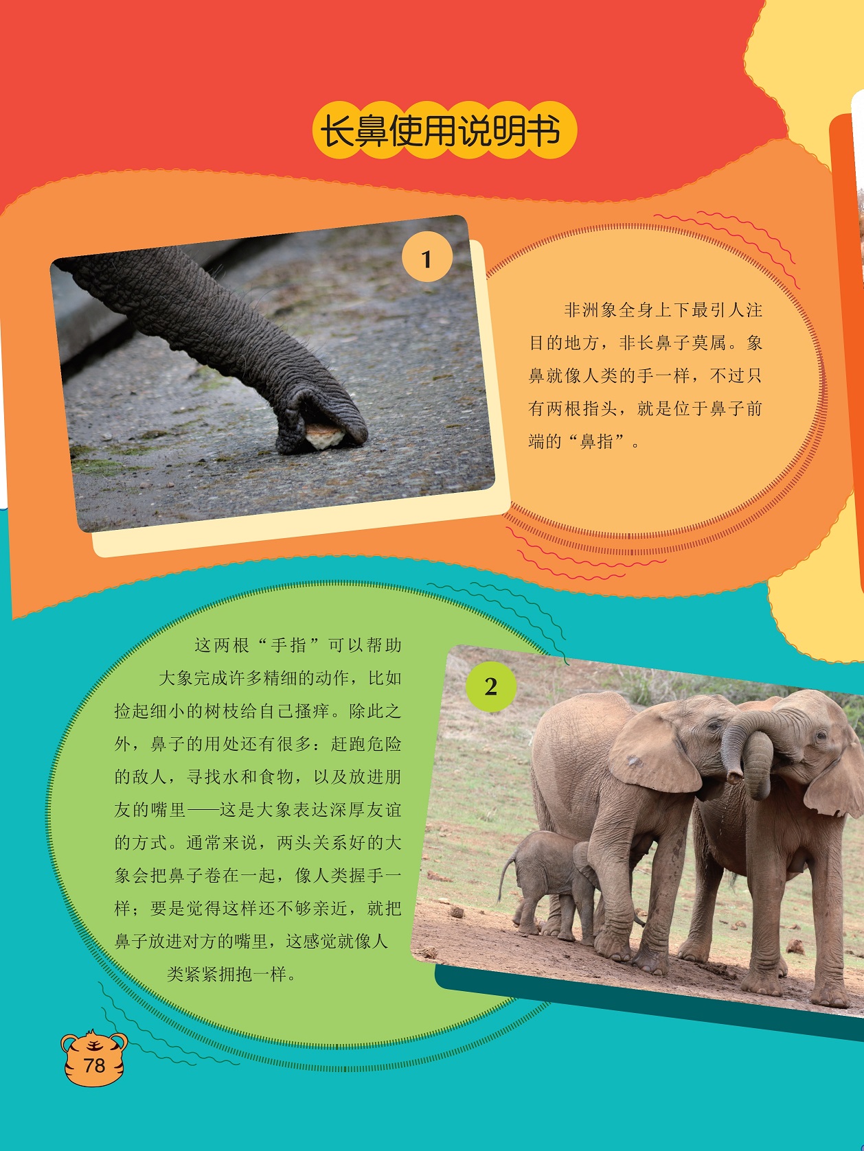 长鼻使用说明书,大象表达深厚友谊的方式