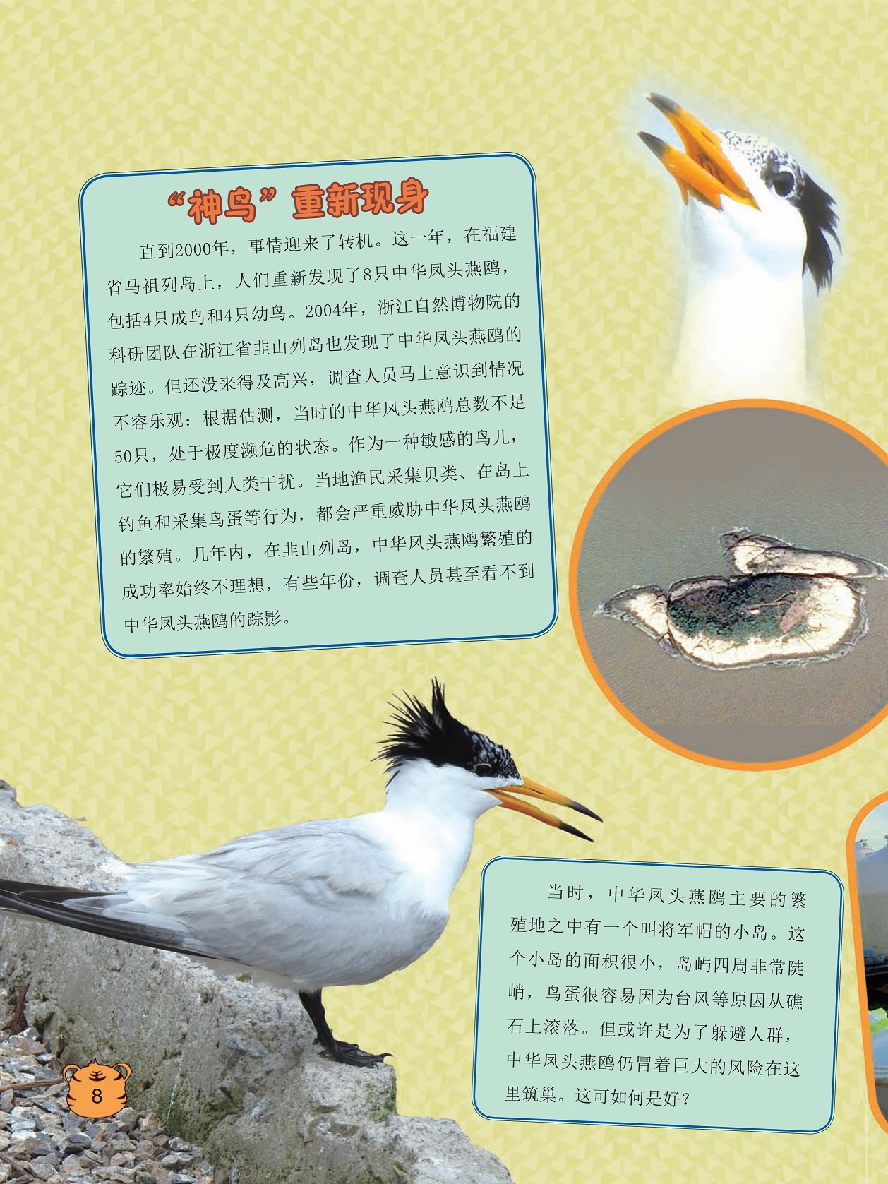 浙江省韭山列岛发现中华凤头燕鸥,中华凤头燕鸥繁殖的成功率始终不理想