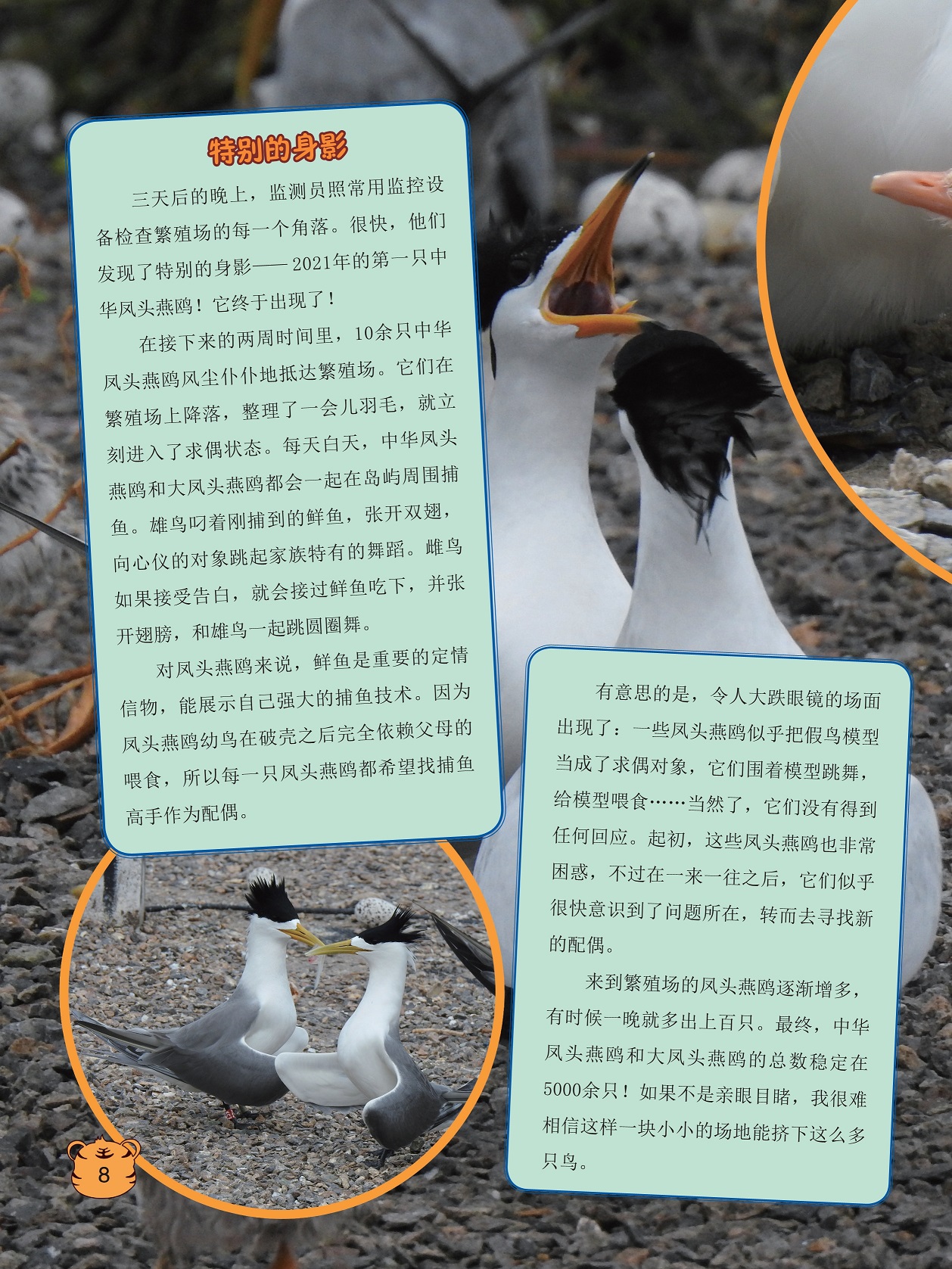 监测员检查繁殖场的每一个角落,对凤头燕鸥来说鲜鱼是重要的定情信物