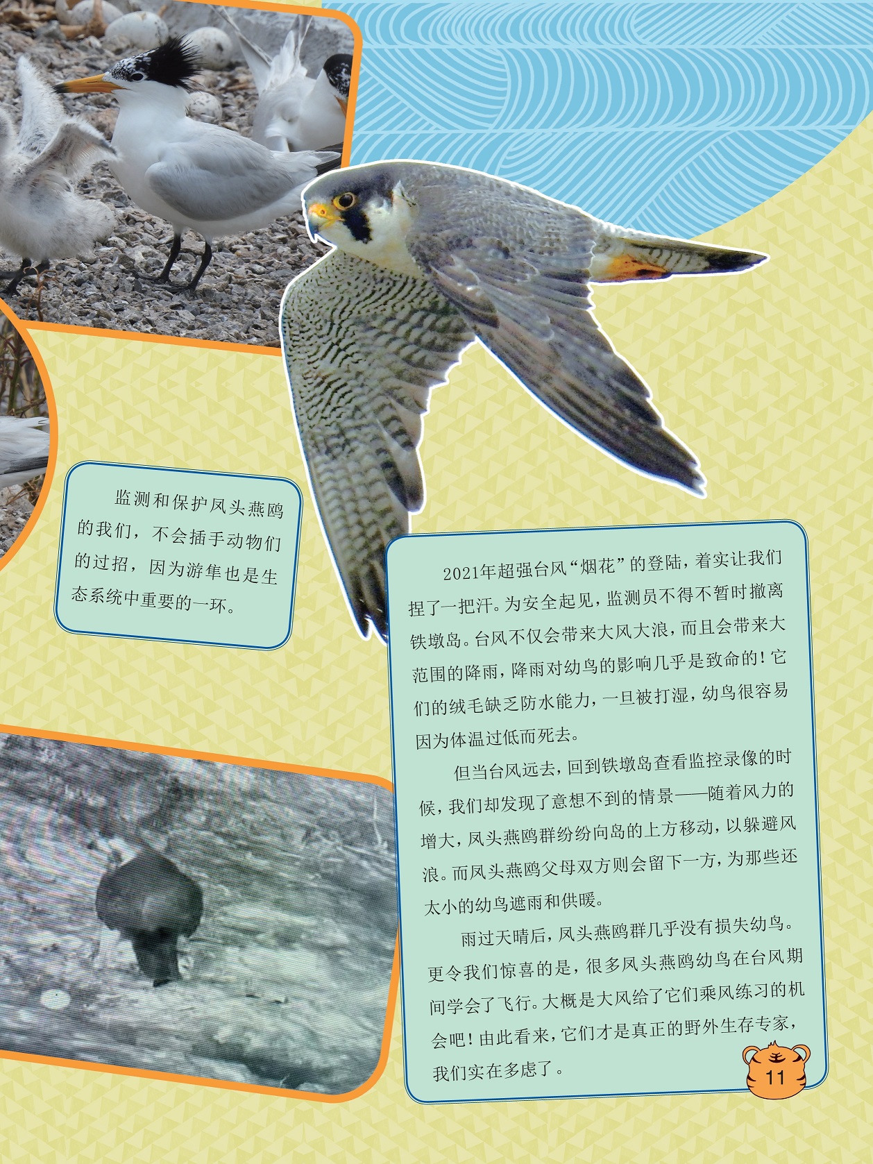 监测和保护凤头燕鸥,凤头燕鸥幼鸟在台风期间学会了飞行