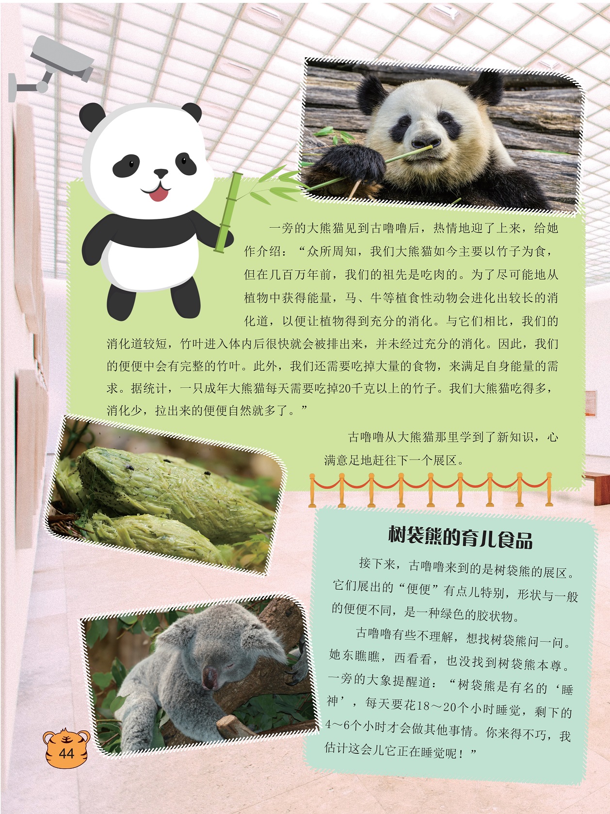 大熊猫如今主要以竹子为食,树袋熊的育儿食品