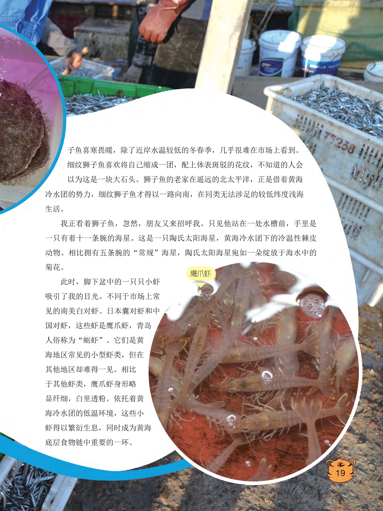 陶氏太阳海星宛如一朵绽放于海水中的菊花,鹰爪虾是黄海地区常见的小型虾类