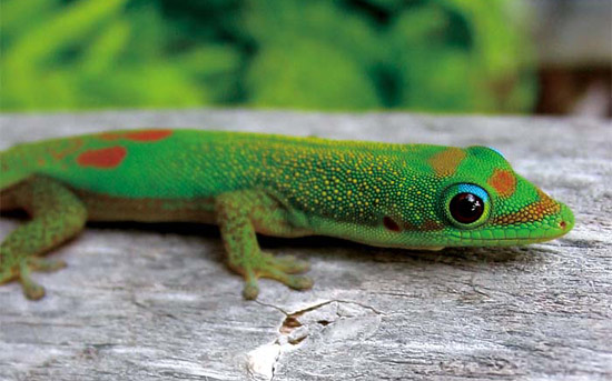 生长在夏威夷的日行守官