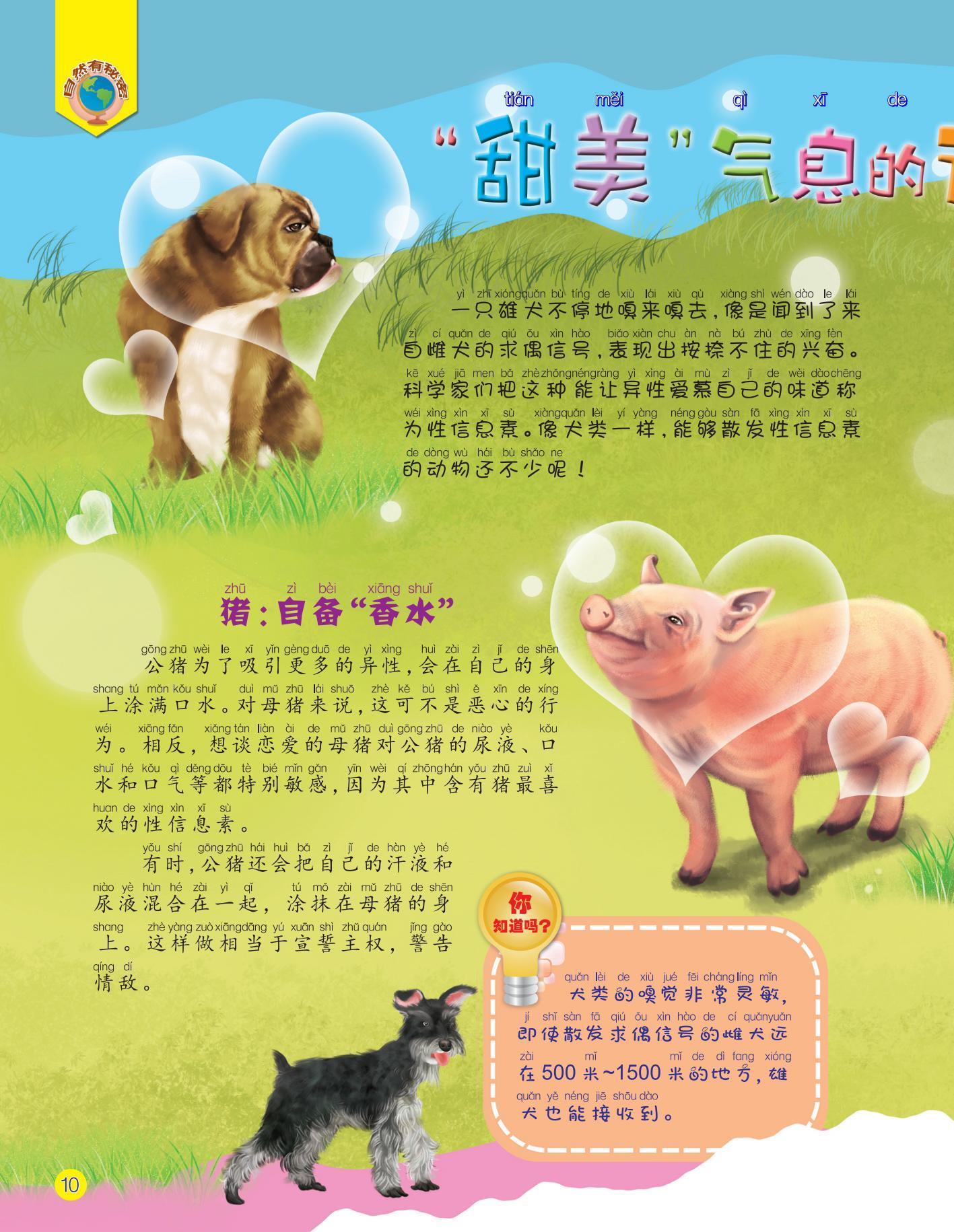 甜美,猪,犬类,嗅觉 甜美,猪,犬类,嗅觉