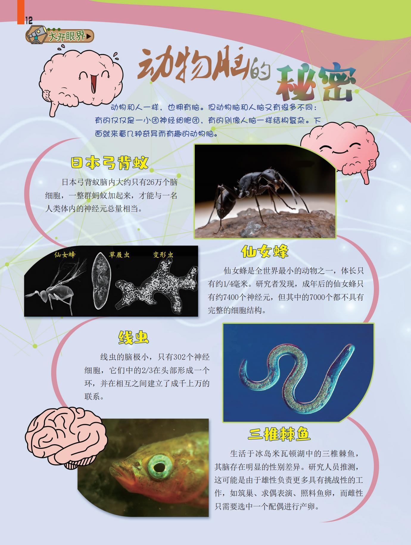 动物脑,日本弓背蚁,线虫,三椎棘鱼