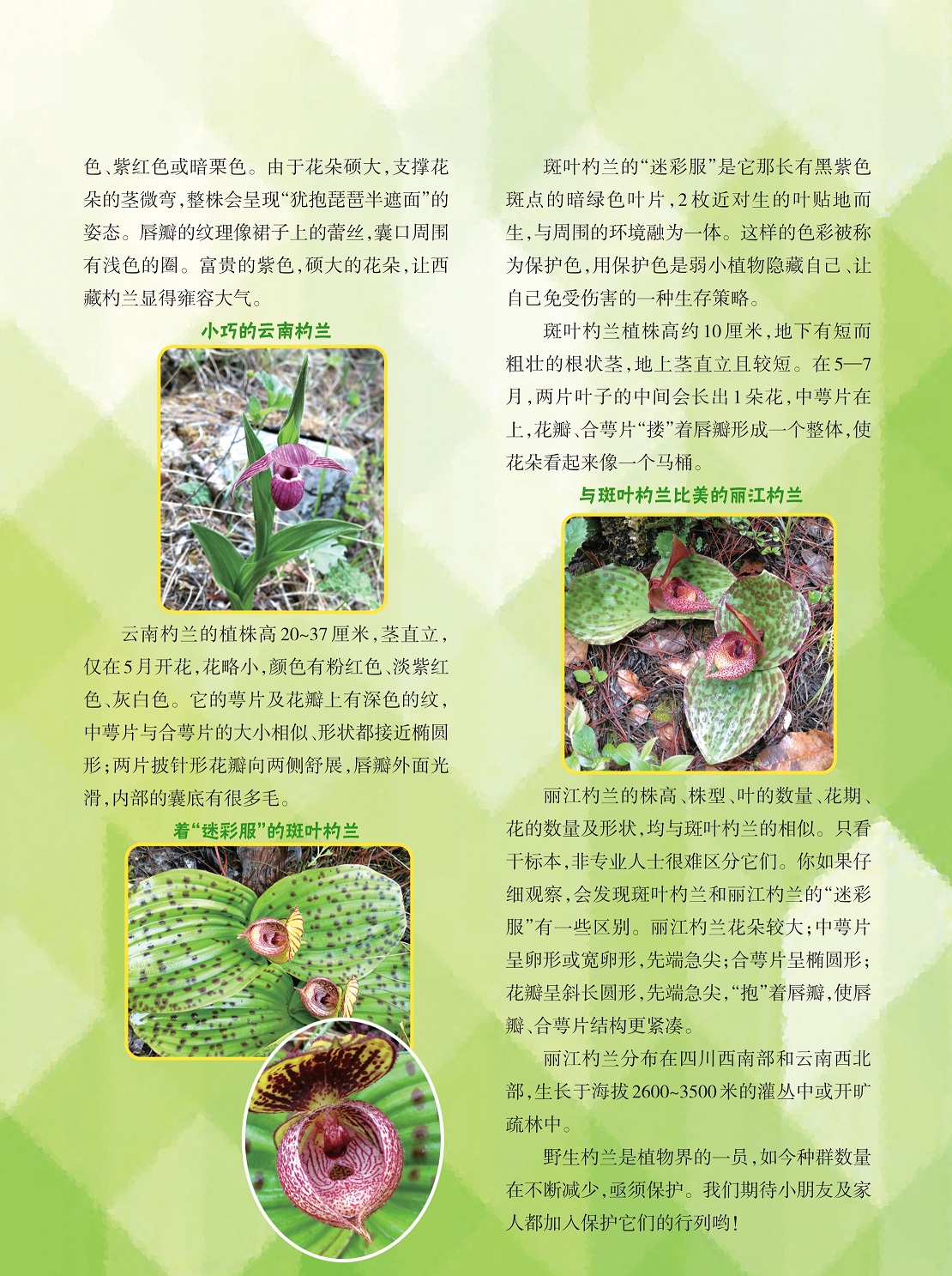 用保护色是弱小植物隐藏自己的生存策略,与斑叶杓兰比美的丽江杓兰