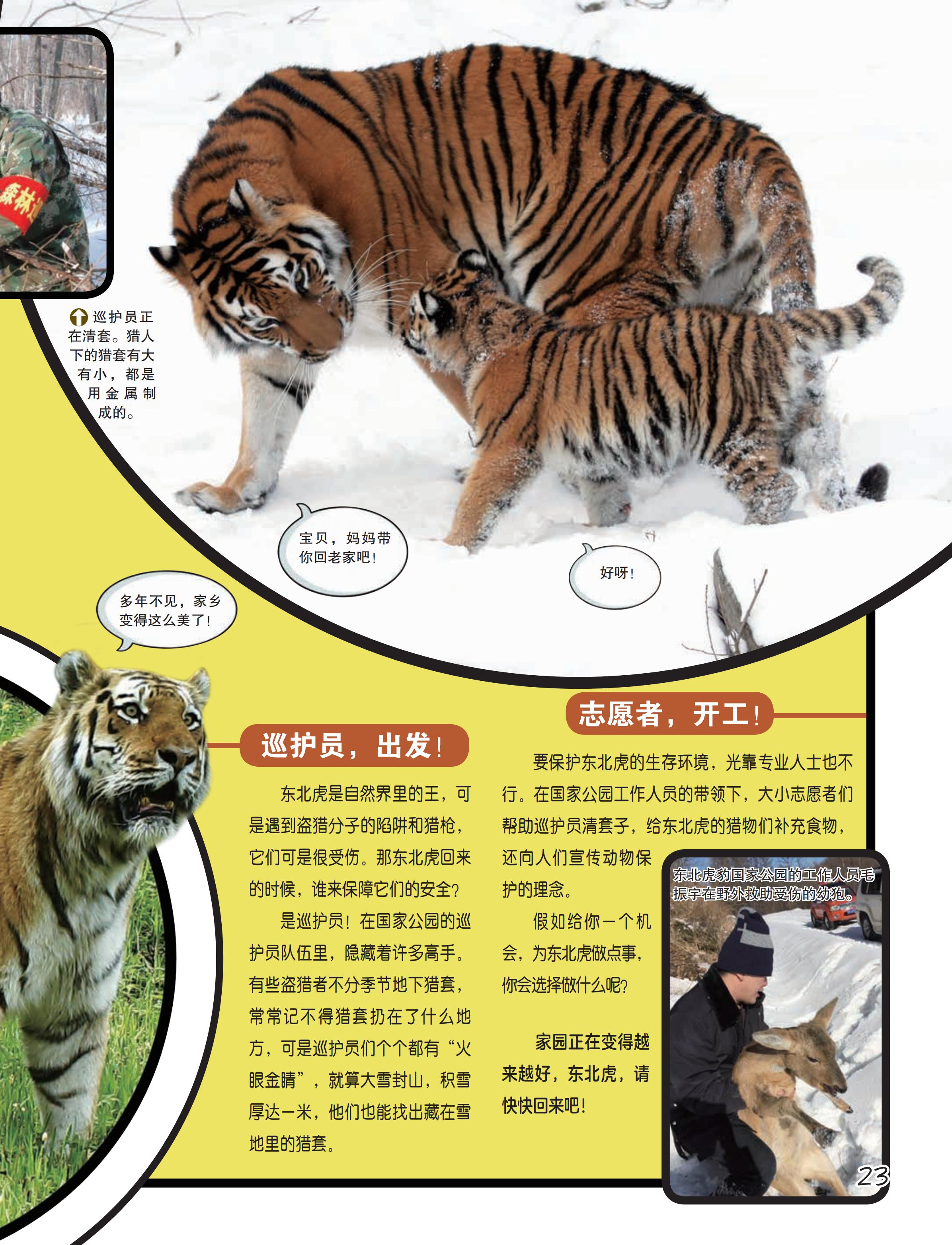 中国境内野生虎的数量和分布经历了哪些变化？东北虎现状如何？ - 知乎